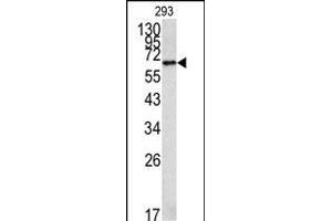 Western blot analysis of MET Antibody (C-term) 320b in 293 cell line lysates (35 μg/lane). (METAP2 antibody  (C-Term))