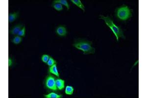 Immunofluorescent analysis of MCF-7 cells using ABIN7149138 at dilution of 1:100 and Alexa Fluor 488-congugated AffiniPure Goat Anti-Rabbit IgG(H+L) (COX11 antibody  (AA 115-276))
