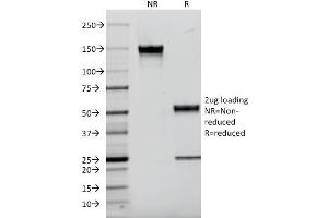 SDS-PAGE Analysis Purified EGFR Mouse Monoclonal Antibody (F4). (EGFR antibody  (AA 985-996))