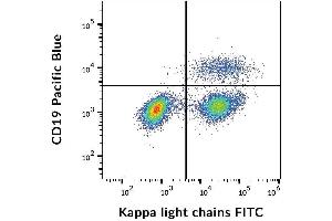 Surface staining of kappa light chains in human peripheral blood cells with anti-kappa light chains (TB28-2) FITC.
