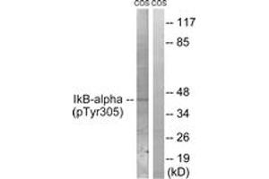 Western blot analysis of extracts from COS7 cells treated with nocodazole 1ug/ml 16h, using IkappaB-alpha (Phospho-Tyr305) Antibody. (NFKBIA antibody  (pTyr305))