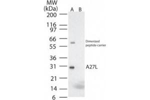 anti-Smallpox A27L (AA 18-32) antibody