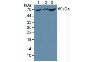 Western blot analysis of (1) Mouse Liver Tissue, (2) Rat Liver Tissue and (3) Mouse Kidney Tissue.