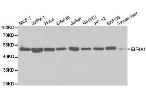 Western blot analysis of extracts of various cell lines, using EIF4A1 antibody.