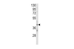 Western blot analysis of KIR2DL4 Antibody (C-term) (ABIN652985 and ABIN2842625) in MDA-M cell line lysates (35 μg/lane). (KIR2DL4/CD158d antibody  (C-Term))