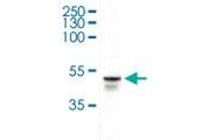 Western Blot (Cell lysate) analysis of nuclear extracts of human embryonic stem cells. (OCT4 antibody)