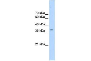 WB Suggested Anti-CDK9 Antibody   Titration: 2. (CDK9 antibody  (N-Term))