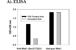 Image no. 4 for Mitogen-Activated Protein Kinase Kinase 1 (MAP2K1) ELISA Kit (ABIN1981724) (MEK1 ELISA Kit)