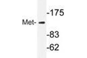 Western blot analyzes of Met antibody in extracts from HepG2 cells.