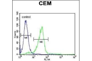 C11orf74 Antibody (C-term) (ABIN654535 and ABIN2844253) flow cytometric analysis of CEM cells (right histogram) compared to a negative control cell (left histogram). (C11ORF74 antibody  (C-Term))