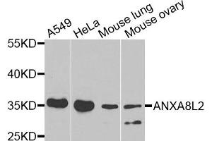 Western blot analysis of extracts of various cells, using ANXA8L2 antibody. (ANXA8L2 antibody)