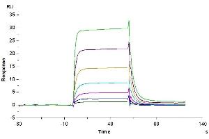Human IL-2 R beta, hFc Tag captured on CM5 Chip via Protein A can bind Human IL-2, No Tag with an affinity constant of 0. (IL2 Receptor beta Protein (AA 27-239) (Fc Tag))