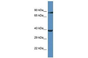 Western Blot showing OR2M5 antibody used at a concentration of 1. (OR2M5 antibody  (C-Term))