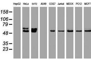 Image no. 3 for anti-Oxidative-Stress Responsive 1 (OXSR1) antibody (ABIN1499946) (OXSR1 antibody)