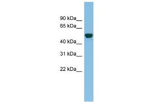 GDAP2 antibody used at 0. (GDAP2 antibody  (N-Term))