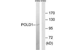 Western blot analysis of extracts from K562 cells, using POLD1 Antibody. (POLD1 antibody  (AA 1051-1100))