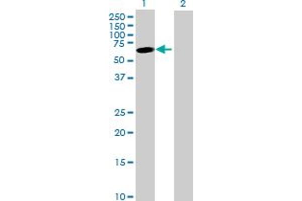 JRK antibody  (AA 1-568)