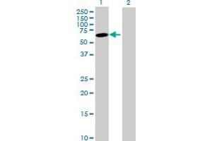 Western Blot analysis of JRK expression in transfected 293T cell line by JRK MaxPab polyclonal antibody.