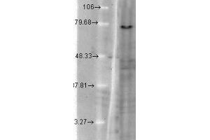 KCNQ1 (S37A 10) mink KvLQT1 in T CHO. (KCNQ1 antibody  (AA 2-101))