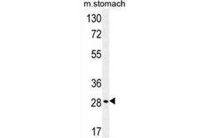BRMS1L Antibody (N-term) western blot analysis in mouse stomach tissue lysates (35µg/lane).