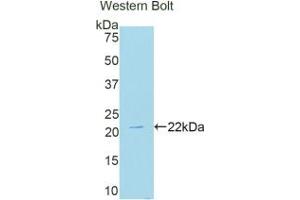 Detection of Recombinant NOX4, Human using Polyclonal Antibody to NADPH Oxidase 4 (NOX4) (NADPH Oxidase 4 antibody  (AA 220-392))