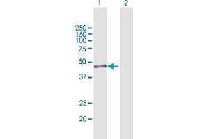 IPMK antibody  (AA 1-416)