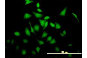 Immunofluorescence of purified MaxPab antibody to BRE on HeLa cell. (BRE antibody  (AA 1-415))