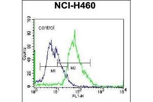 MGAT5 Antibody (C-term) (ABIN657736 and ABIN2846721) flow cytometric analysis of NCI- cells (right histogram) compared to a negative control cell (left histogram). (MGAT5 antibody  (C-Term))