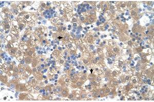 Human Liver (PEX3 antibody  (N-Term))