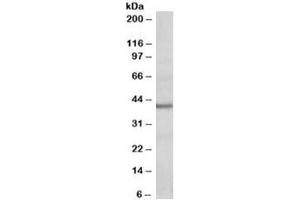 Western blot testing of human heart lysate with POU4F3 antibody at 0. (POU4F3 antibody)