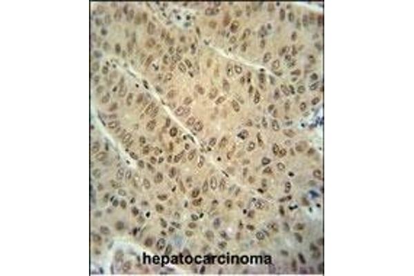 DCAF10 antibody  (N-Term)
