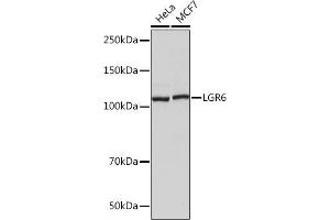 Western blot analysis of extracts of various cell lines, using LGR6 Rabbit mAb (ABIN7268235) at 1:1000 dilution. (LGR6 antibody)