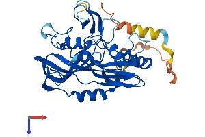 AlphaFold protein structure predicition of Mouse Recombinant Rpusd1 Protein, UniprotID Q8VCZ8 (RPUSD1 Protein (AA 1-306) (His tag))
