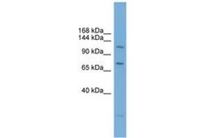 Image no. 1 for anti-Poly (ADP-Ribose) Polymerase Family, Member 10 (PARP10) (AA 251-300) antibody (ABIN6744730) (PARP10 antibody  (AA 251-300))