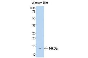 Western Blotting (WB) image for anti-D-Dopachrome Tautomerase (DDT) (AA 2-118) antibody (Biotin) (ABIN1176184) (DDT antibody  (AA 2-118) (Biotin))