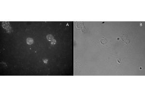 Image no. 1 for anti-Forkhead Box P3 (FOXP3) (C-Term) antibody (ABIN374156) (FOXP3 antibody  (C-Term))