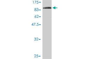 F11R antibody  (AA 1-299)