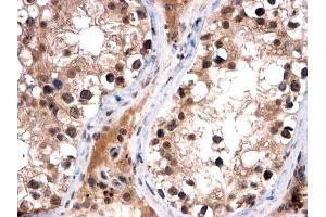 ABIN185038 (2µg/ml) staining of paraffin embedded Human Testis. (FOXI1 antibody  (C-Term))