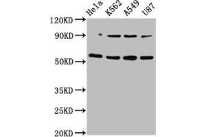 Western Blot Positive WB detected in: Hela whole cell lysate, K562 whole cell lysate, A549 whole cell lysate, U87 whole cell lysate All lanes: TOX antibody at 5.