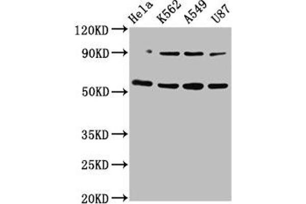 TOX Antikörper  (AA 141-288)
