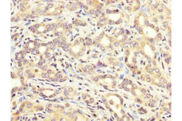ATE1 antibody  (AA 105-253)