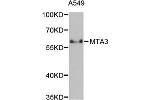 Western blot analysis of extracts of A-549 cells, using MTA3 antibody (ABIN5971296) at 1/1000 dilution. (MTA3 antibody)