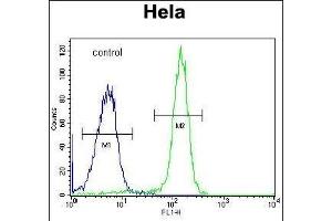 FA Antibody (Center) (ABIN653672 and ABIN2843004) flow cytometric analysis of Hela cells (right histogram) compared to a negative control cell (left histogram). (STRIP1 antibody  (AA 352-381))