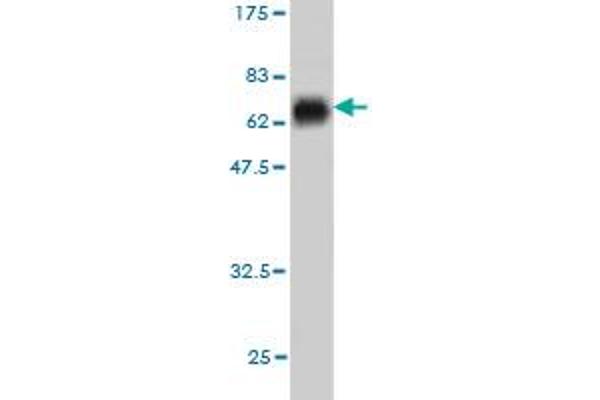 PITX2 antibody  (AA 1-324)