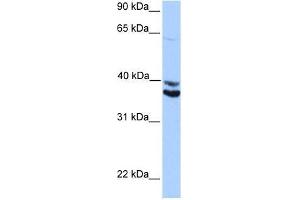 MDFIC antibody used at 0. (MDFIC antibody  (Middle Region))