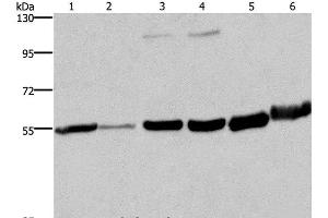 MCHR1 antibody