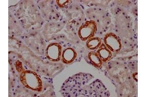 IHC image of ABIN7127447 diluted at 1:100 and staining in paraffin-embedded human kidney tissue performed on a Leica BondTM system. (Recombinant CYP1A2 antibody)