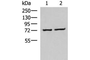 Western blot analysis of K562 and Jurkat cell lysates using CSTF3 Polyclonal Antibody at dilution of 1:650 (CSTF3 antibody)