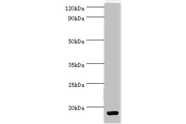 CCL28 antibody  (AA 20-127)