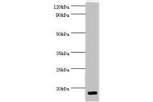CCL28 antibody  (AA 20-127)
